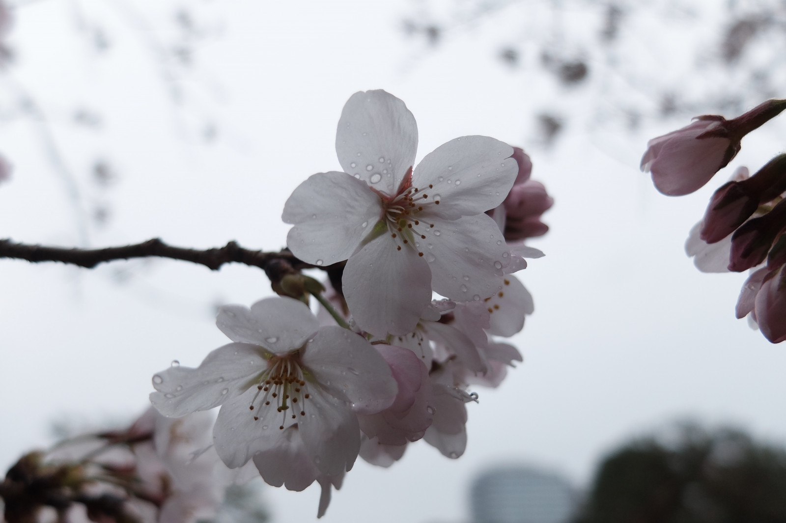 デスクトップ壁紙 日本 雪 冬 ブランチ 桜の花 春 東京 凍結 フジフィルム 葉 工場 シーズン さくら フローラ 富士 花弁 駒込 リクギエン クラシッククローム バツ 30 作物 閉じる マクロ撮影 4000x2664 デスクトップ壁紙