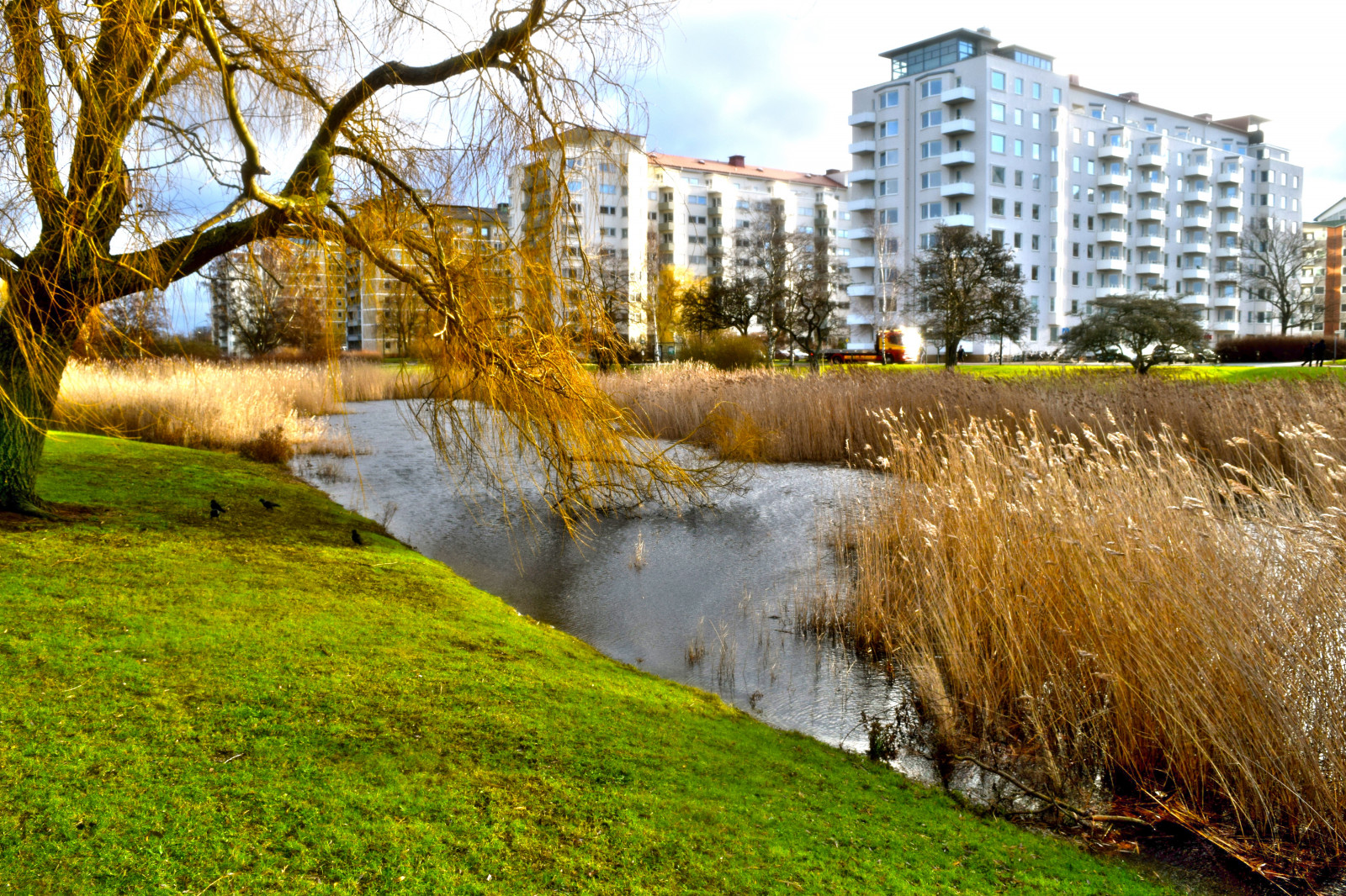 slunečnímu záření, krajina, voda, Příroda, odraz, tráva, park, zima, bouřka, ráno, řeka, Racků, rybník, Švédsko, proud, strom, podzim, list, květ, počasí, rostlina, sezóna, oceán, budovy, Ribersborg, Malmo, ribersborgsstrand, venkov, vodní, dřevina