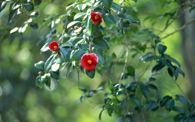 Daun-daun, bunga-bunga, cabang, pohon, makanan, buah Daun-daun, bunga-bunga, cabang, pohon, makanan, buah