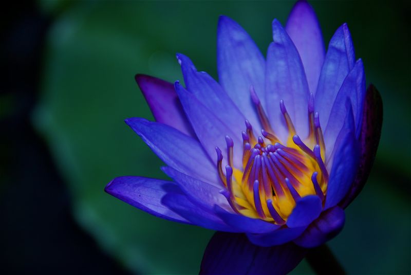 natura, stagno, giardino, fotografia, blu, fiorire natura, stagno, giardino, fotografia, blu, fiorire