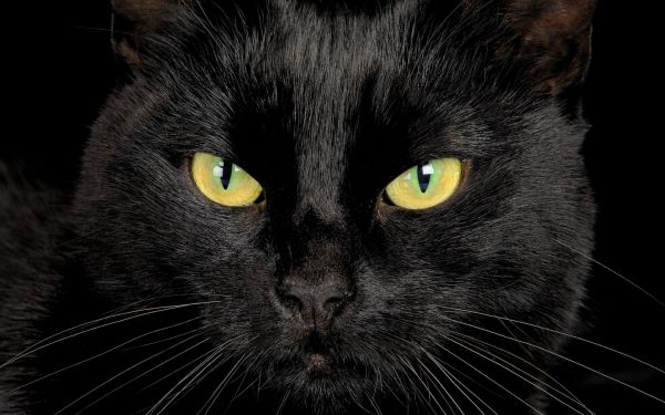 1920x1200 px, animals, cats, eyes, face, contrast
