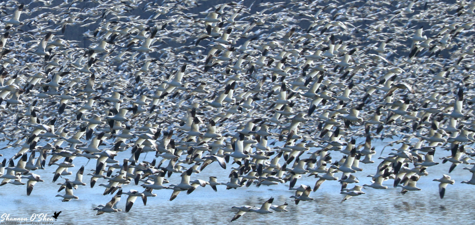 shannonroseoshea, shannonosheawildlifephotography, shannonoshea, Shannon, snowgeese, husy, Příroda, Volně žijících živočichů, vodní ptáci, Middlecreekwildlifemanagementarea, kleinfeltersville, Pennsylvania, ptactvo, křídla, voda, modrá voda, venku, venkovní, flickr, wwwflickrcomphotosshannonroseoshea, canoneos80d, Kánon, canon80d, eos80d, 80d, canon100400mm14556lisiiusm, stěhování, Chencaerulescens, Lancaster County