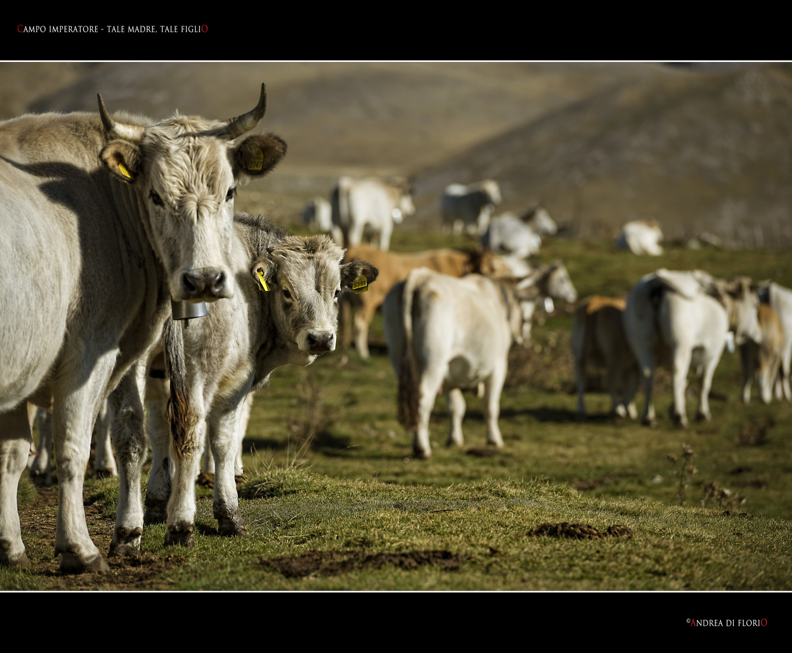 Wallpaper : 2, Italy, 6, mountain, 3, landscape, 1, cow, Italia, peace ...