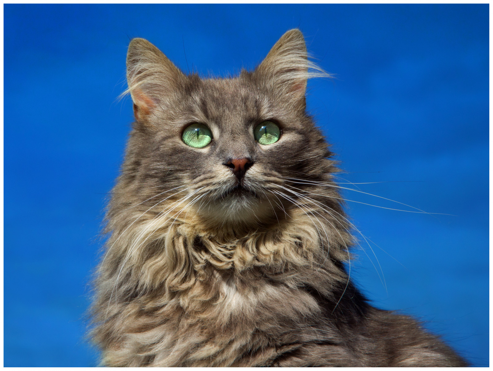 kočka, portrét, nebe, kníry, Kočkovitý, Koťátko, Mainská mývalí, divoká kočka, nebe, povídat si, catmoments, fauna, savec, coth5, alittlebeauty, sunrays5, Porträt, supershot, coth, obratlovců, kočka jako savci, malé až středně velké kočky, carnivoran, domácí krátké vlasy kočka, dlouhosrstý, katze, Kater, gato, Evropská krátkosrstá, skřítek bob, domácí dlouhé vlasy kočka, Norská lesní kočka, hrdý, Fynn, Stolz, kittysuperstar, bestofcats, kittyschoice, langhaarkatze, fynnegan, sibiřský, Nebelung, britská polo-dlouhosrsté