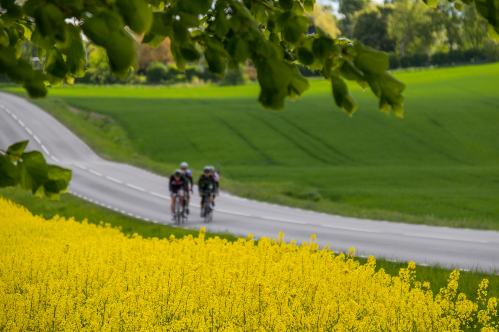 landskab, mad, græs, Mark, grøn, gul, gård, Raps, træ, blomst, plante, cykel, landskabet, landsbygd, rapper, f lt, landskap, exif model canoneos760d, geocountry, kamera gør kanon, geocity, kameramodel canoneos760d, geostate, geolocation, exif linse efs18200mmf3556is, exif åbning 56, exif gøre kanon, exif isospeed 100, exif focallength 135mm, raps, rapefield, cyklus, Cyklist, landbrug, eng, græsplæne, afgrøde, landdistrikt, fremstille, jord plante, blomstrende plante, græs familie, grøntsag, kål, sennep plante