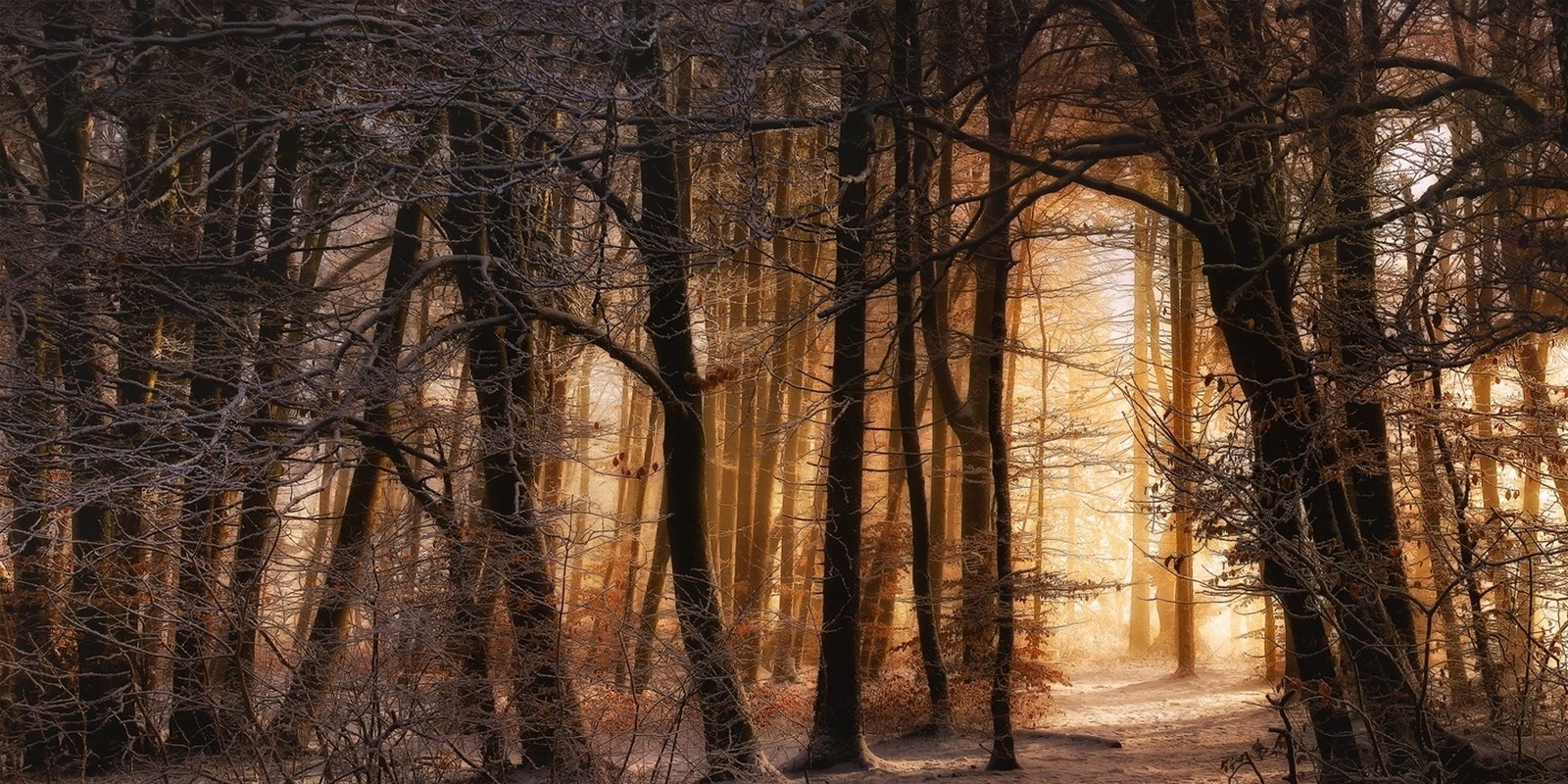 slunečnímu záření, stromy, krajina, les, Příroda, sníh, zima, dřevo, větev, strom, podzim, rostlina, sezóna, zálesí, místo výskytu, přírodní prostředí, dřevina, ekosystém, mírné jehličnatý les, kufr