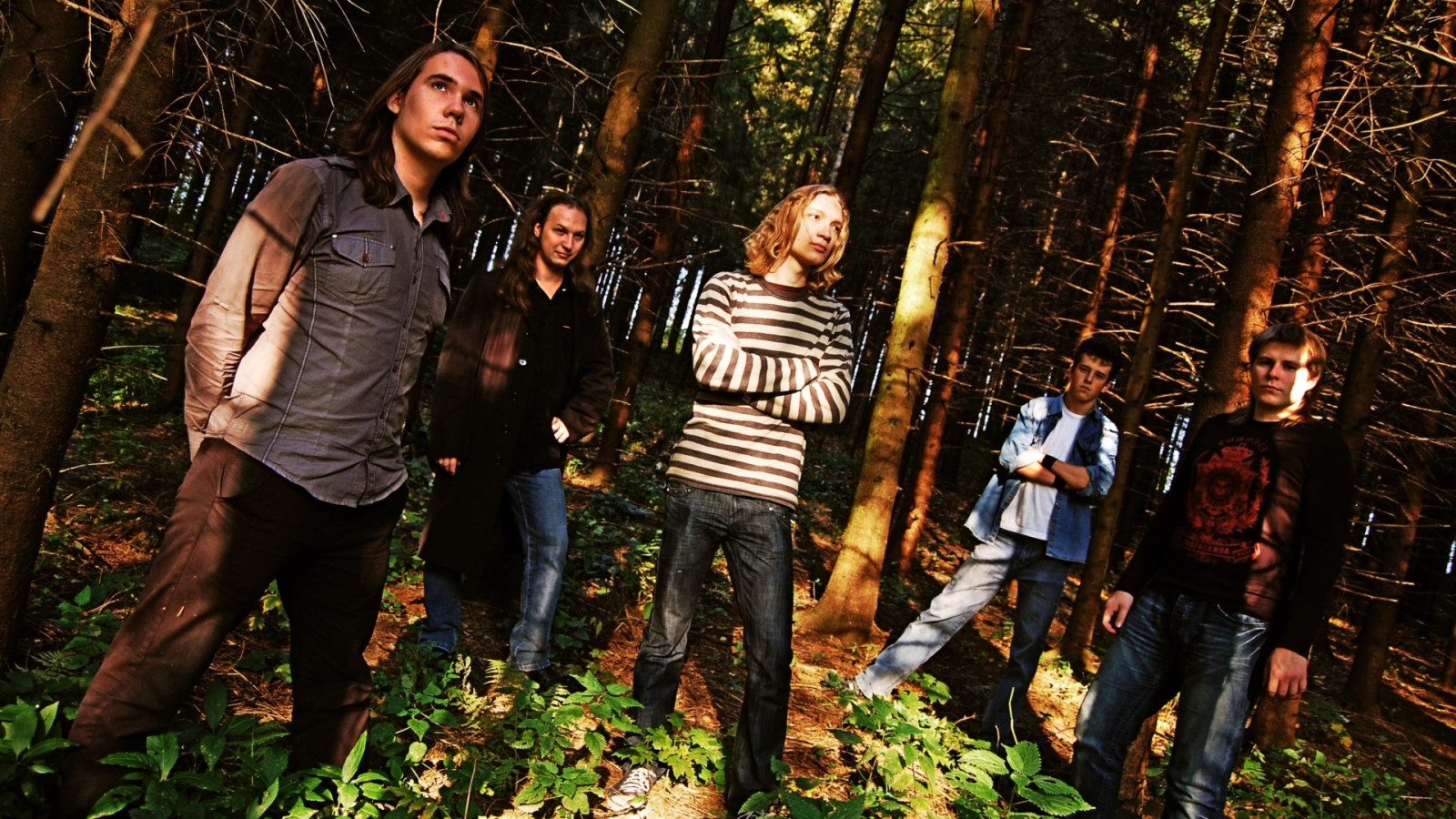 Wallpaper sunlight, trees, forest, nature, grass, band, jungle, tree