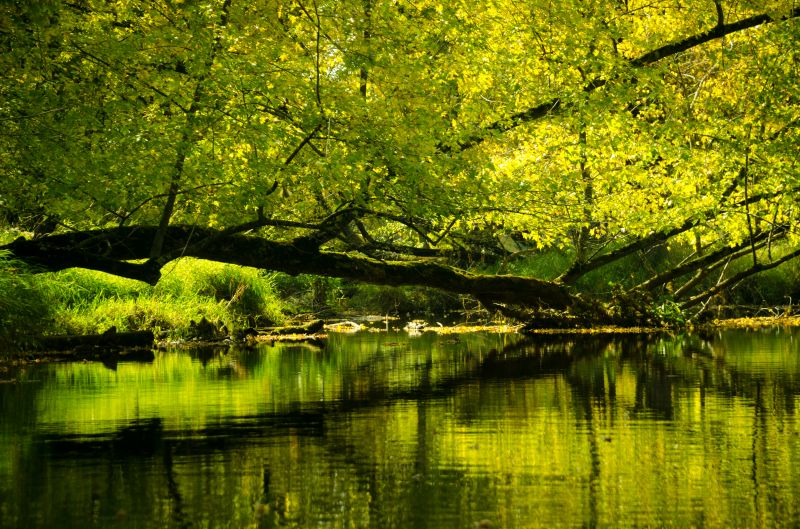 sollys, træer, landskab, Skov, sø, vand