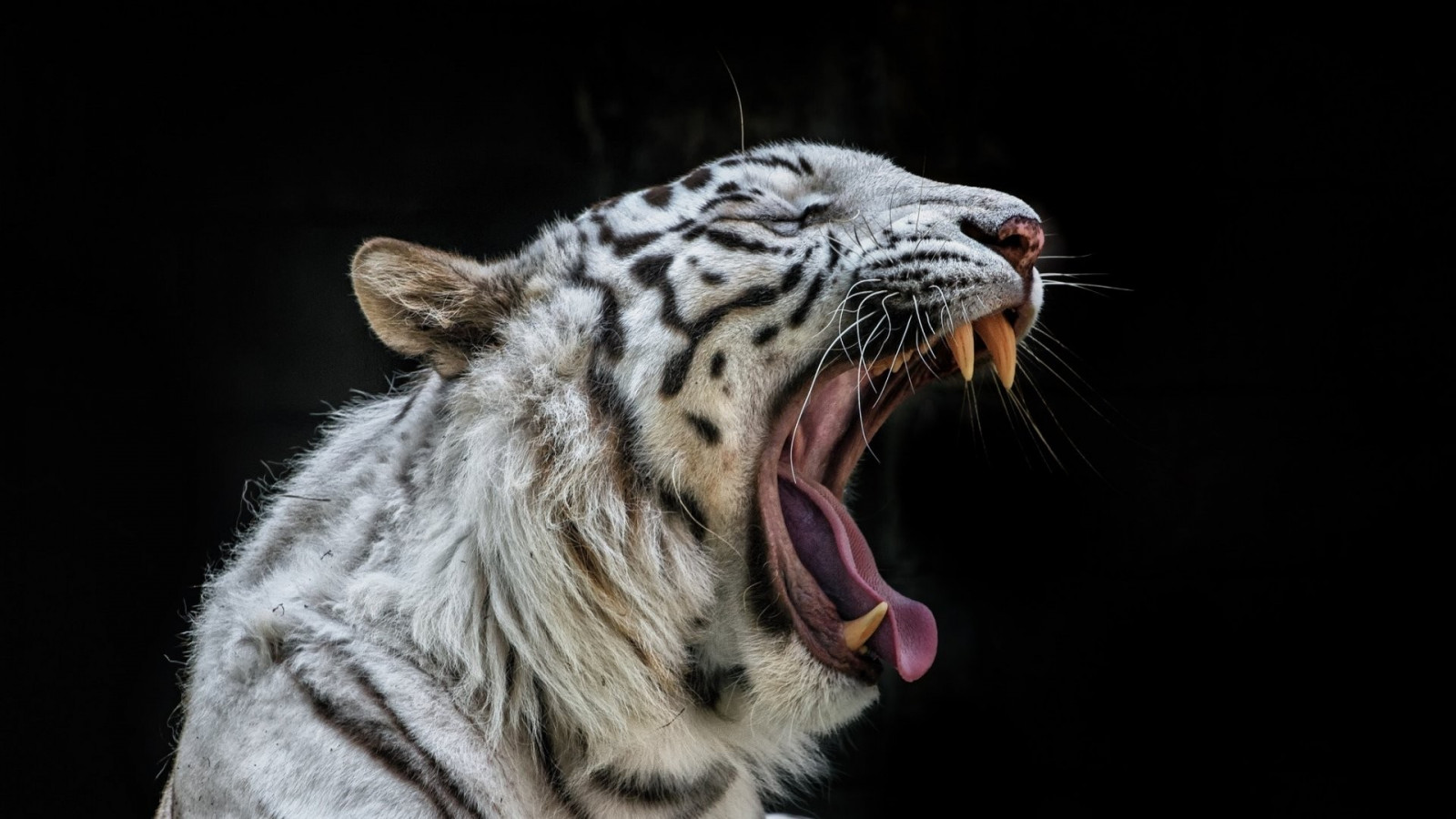 monocromo, tigre, natura, grandi gatti, tigri bianche, barba, leopardo delle nevi, ruggito, fauna, mammifero, bianco e nero, vertebrato, avvicinamento, gatto come mammifero, criniera, sbadiglio