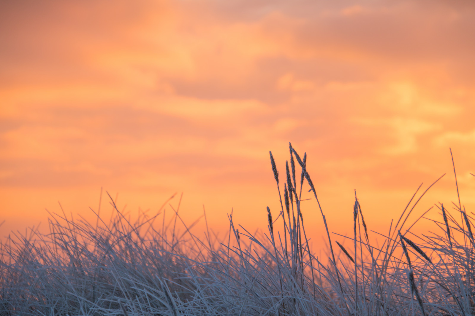 slunečnímu záření, západ slunce, Příroda, tráva, nebe, zima, pole, svítání, Studený, večer, ráno, mráz, slunce, vítr, horizont, soumrak, Jinovatka, mrak, svítání, lučina, rostlina, Vinter, kallt, skateholm, rimfrost, zemědělství, prérie, atmosférický jev, odlesk, tráva rodina, meteorologický jev
