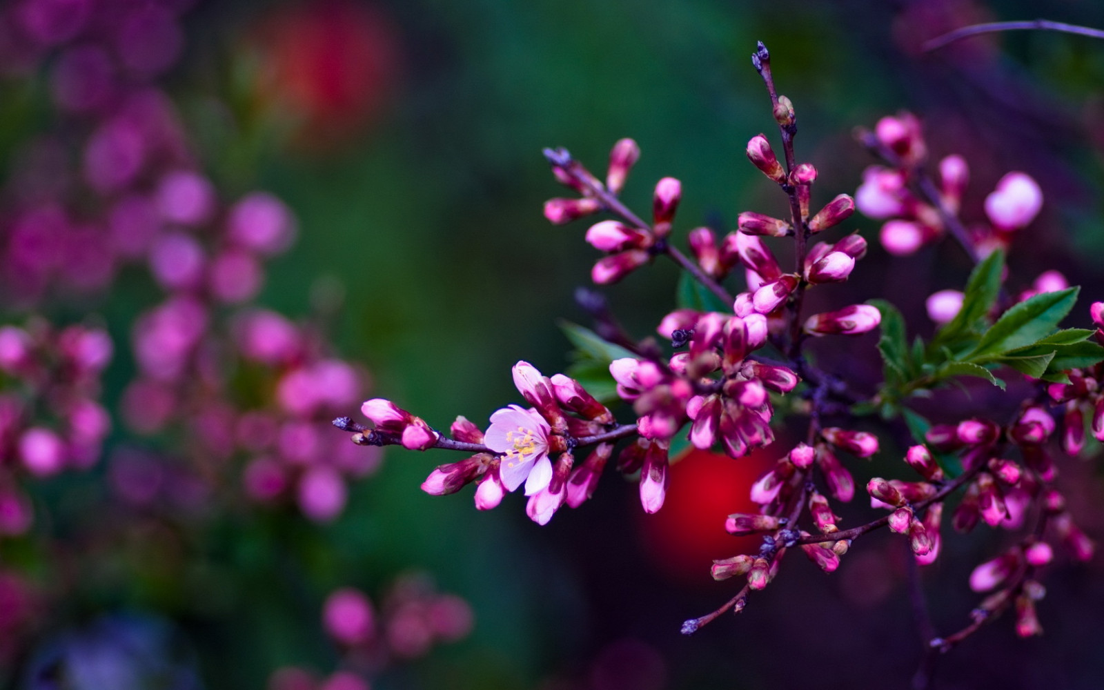 Wallpaper : 1680x1050 px, ranting, bunga-bunga, pohon 1680x1050 ...