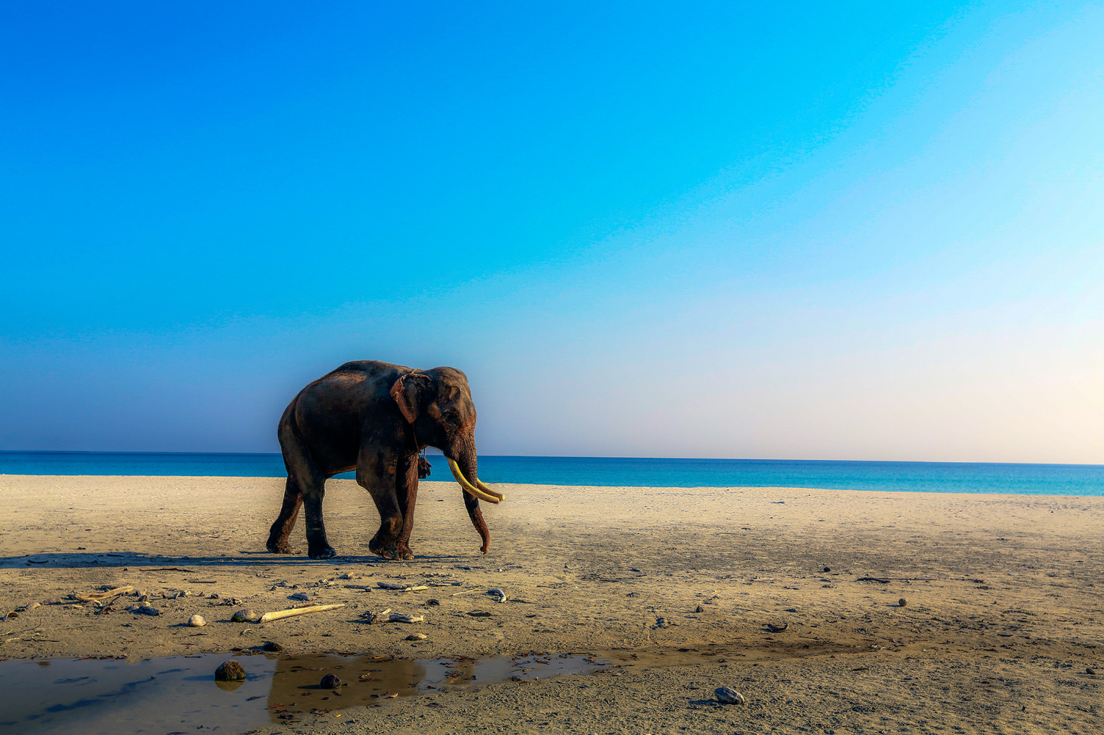 nebe, pláž, moře, pobřeží, oceán, písek, horizont, sloni a mamuti, pobřeží, dovolená, mrak, slon, Volně žijících živočichů, vlna, krajina