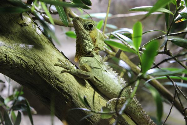 lizard,reptile,branch,climb