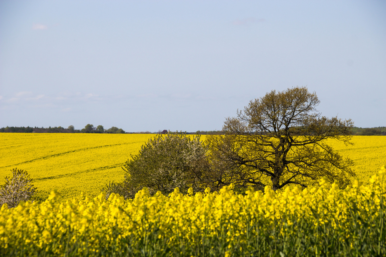 Landschaft, Lebensmittel, Feld, Gelb, Horizont, Raps, Blume, Wiese, Pflanze, Landschaft, Raps, Gul, Ft, Landkap, Canola, Rapefield, Guld, Eingereicht, Landwirtschaft, Wiese, Ebene, Wildblume, Prärie, Ernte, ländliches Gebiet, produzieren, Landanlage, blühende Pflanze, Grasfamilie, Gemüse, Brassica, Senfpflanze, Brassica rapa, Senf und Kohlfamilie