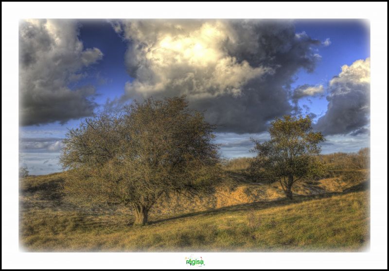 tree, dune, arbre, nord, fossile, ghyvelde tree, dune, arbre, nord, fossile, ghyvelde