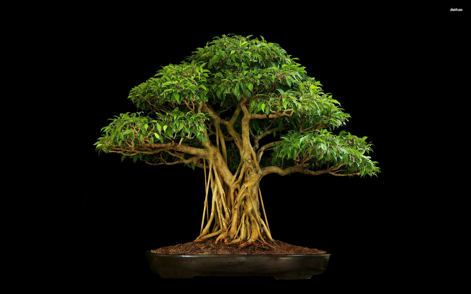 2560x1600 px, bonsai