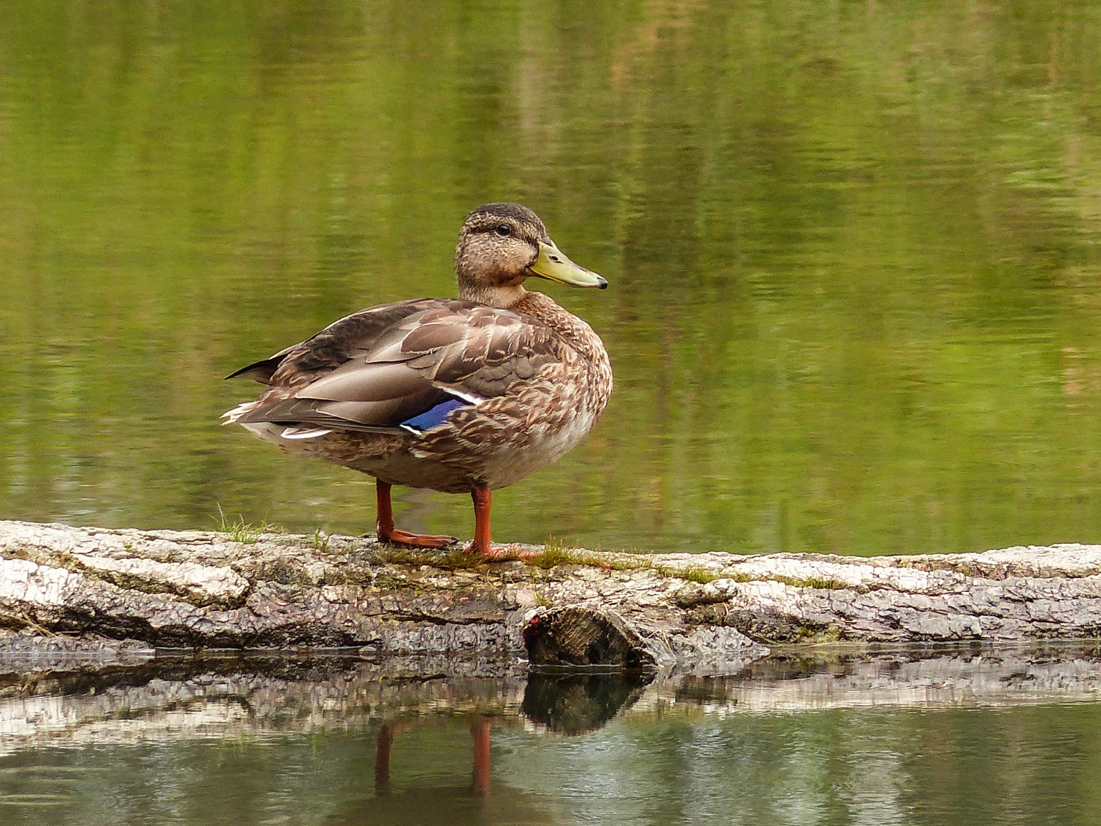 Wallpaper Canada, Calgary, bird, nature, birds, female, duck, native