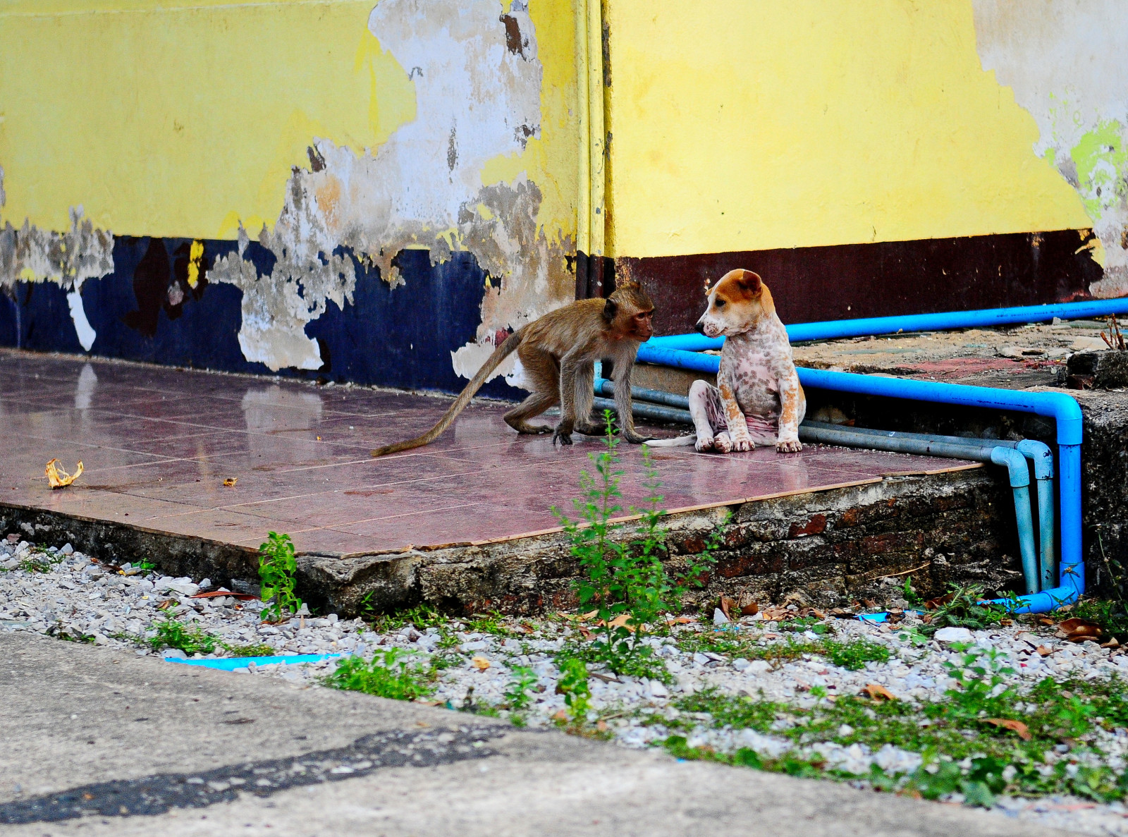 voda, žlutý, stěna, UMĚNÍ, rekreace, nástěnná malba, volný čas