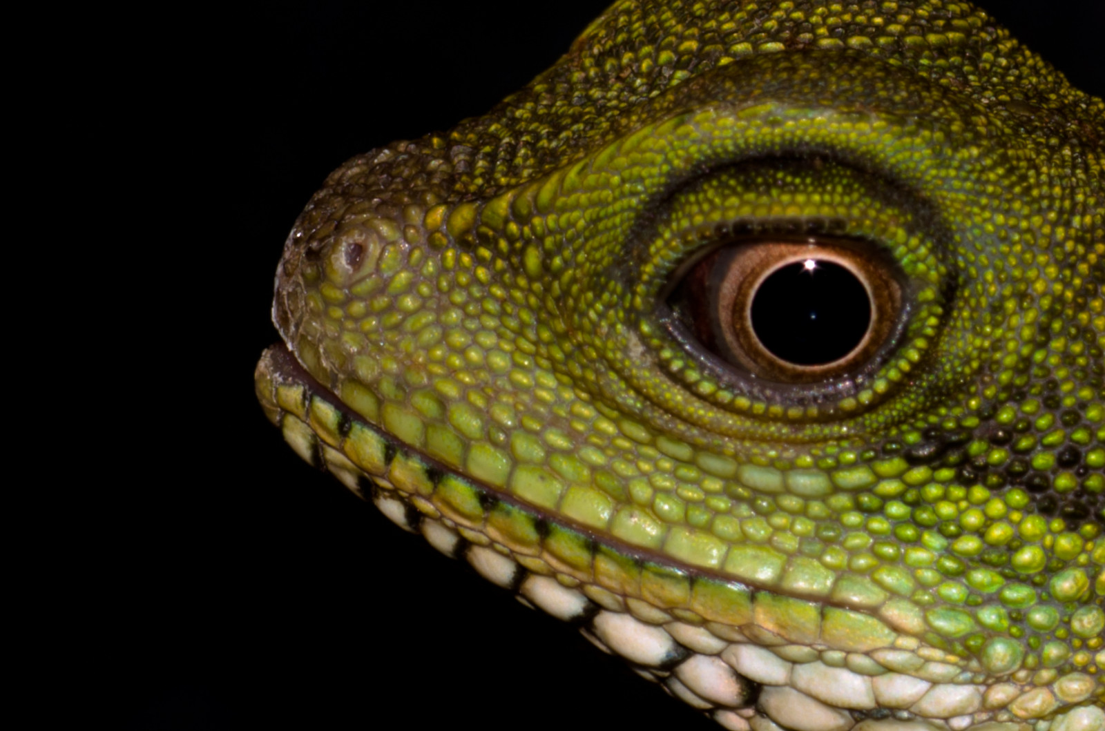 tvář, portrét, voda, makro, zelená, Volně žijících živočichů, Iguana, drak, pusa, čínština, POV, pentax, had, váhy, oko, ještěrka, plaz, natgeo, fauna, obratlovců, zblízka, makro fotografie, zmenšen plazů, organismus, chameleón, kevinschmunk, idesignphoto, africký chameleon, Igvaja