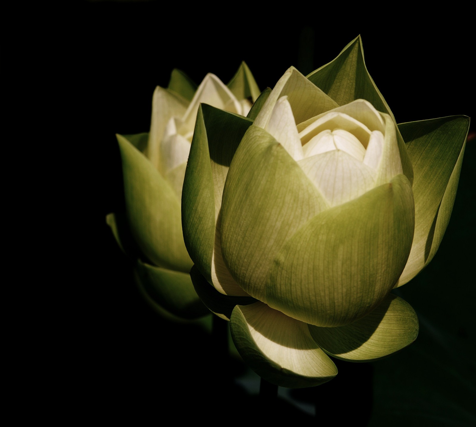 listy, bílý, zahrada, zelená, rybník, Chicago, čekání, Lotus, list, květ, dva, rostlina, flóra, pupen, Botanická zahrada, tma, okvětní lístek, počítač tapeta, kvetoucí rostlina, zblízka, makro fotografie, závod stonek, zátiší fotografování, chicagoist, reneerendlerkaplan, vodních rostlin, posvátný lotos, lotus rodina, chicagobotanicgarden, Proteales, Rozvíjení, Photocontesttnc09, Neotevřeno, Dvojitý lesk, Glencoeilglencoe