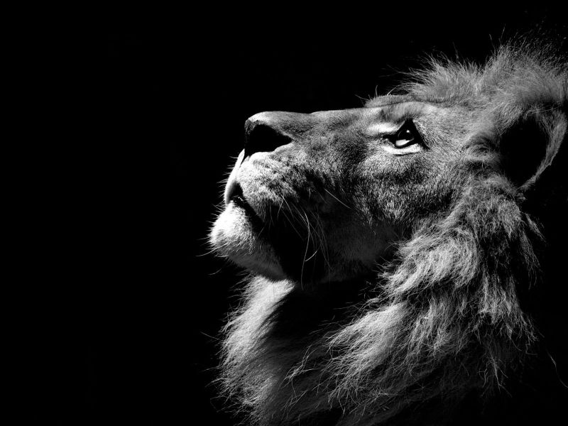 black, monochrome, photography, lion, fur, whiskers black, monochrome, photography, lion, fur, whiskers