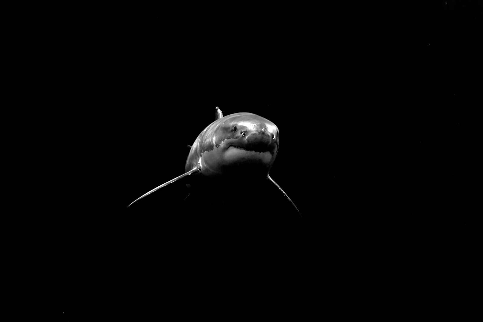Wallpaper : shark, wildlife, underwater, Mexico, blackandwhite, lowkey