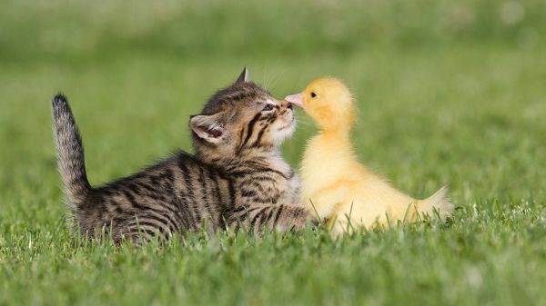 animals,nature,kittens,cats,Ducks Animals,depth of field