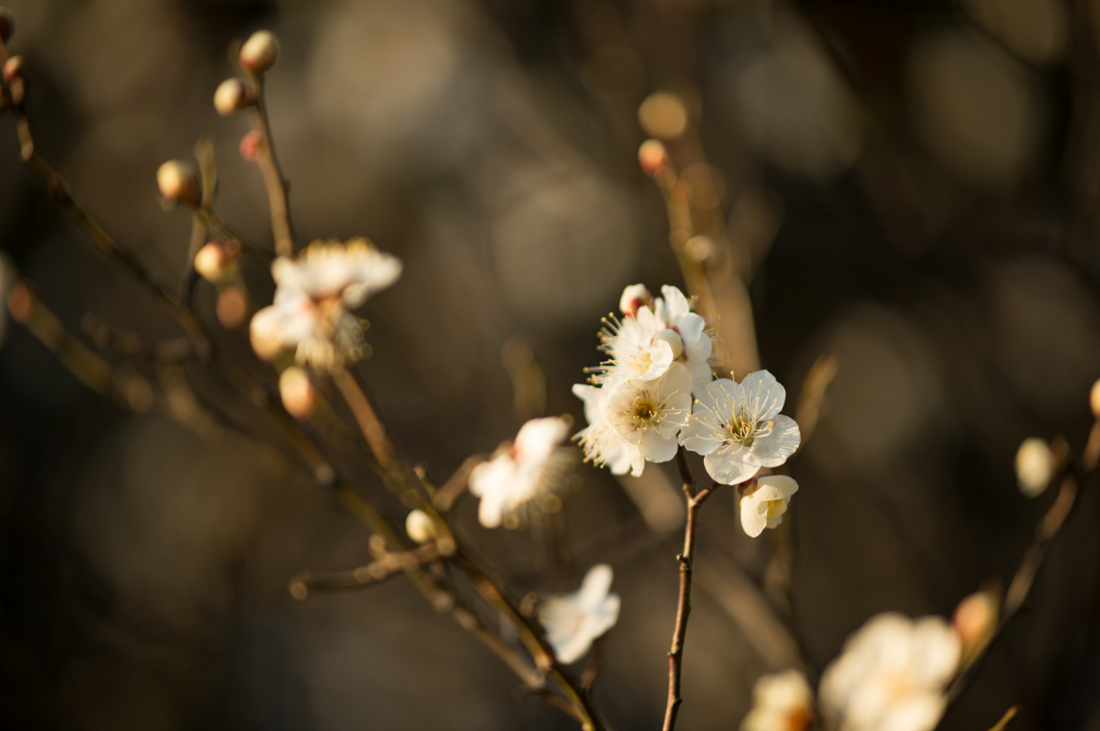 Giappone, luce del sole, natura, fotografia, ramo, fiore di ciliegio, Nikon, fiorire, primavera, Tokyo, Jp, albero, NIKKOR, autunno, foglia, fiore, pianta, stagione, prugna, ume, flora, afs105mmf14eed, afsnikkor105mmf14eed, df, Ikegami, japaneseapricot, ikegamiplumpark, ramoscello, produrre, botanica, pianta fiorita, avvicinamento, fotografia macro