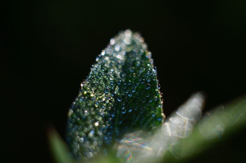 water, nature, photography, macro, insect, green water, nature, photography, macro, insect, green