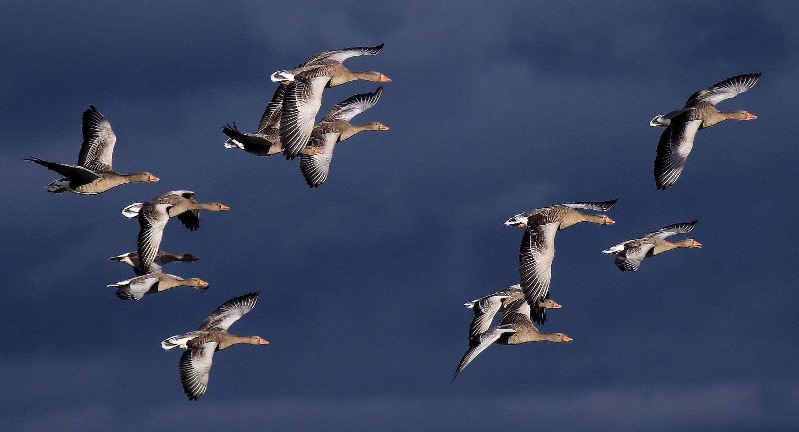 pták, Schweiz, Švýcarsko, suisse, Volně žijících živočichů, Fribourg, Freiburg, oiseau, vogel, anseranser, birdinflight, Graugans, greylaggoose, oiesauvage, anatidae, anatid s, murtensee, cantondefribourg, faunesauvage, oiecendr e, lacdemorat, birdsofswitzerland, ansarcom n, Greng, swissfauna, oiseauxdesuisse, v gelausderschweiz