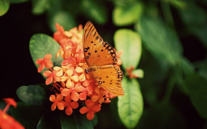 animals, nature, plants, photography, macro, butterfly animals, nature, plants, photography, macro, butterfly