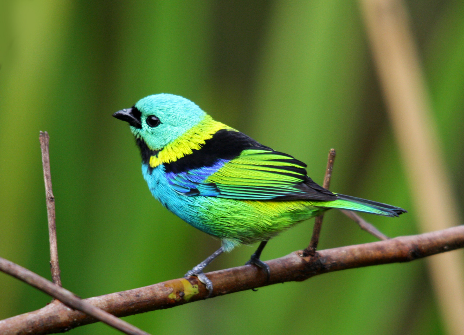 bird, nature, wildlife, natureza, passaro, aves, oiseaux, naturesfinest, specanimal, mywinners, avianexcellence, flickrdiamond, theunforgettablepictures, natureselegantshots