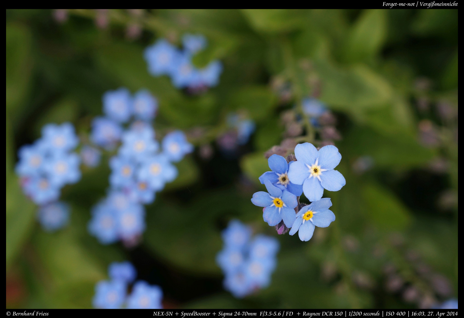 Fotoaparát, originál, světlo, tělesné, makro, UMĚNÍ, Photoshop, Kánon, vinobraní, Německo, ven, objektiv, deutschland, primární, licht, jaro, zajímavý, Europa, Evropa, flickr, fotografie, zoom, Ne, kunst, Sony, sigma, koťata, nejlepší, prozkoumat, většina, květ, duben, manuál, rovný, alfa, oblíbený, délka, makro, Nekupírované, Bernhard, Fruhling, originální, fd, bl deset, ohniskový, následné zpracování, nex, Bádensko-Württembersko, 2470mm, Manuelle, OOC, raynox, interessant, Reduktor, Kraichgau, Unbearbeitet, Klassisch, Rheinneckar, entdecken, Dcr150, sooc, Friess, 5n, Malschenberg, web |, SpeedBooster, emount, fluidr, Unverf lscht, metabones, Metabonesspeedboosterfdnex, Sigma2470mm13556fd