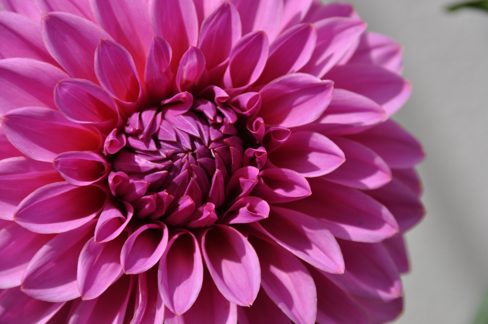 růžové květy, květiny, rostliny, růžový, jiřiny, květ, rostlina, jiřina, okvětní lístek, suchozemská rostlina, kvetoucí rostlina, makro fotografie, městské auto, daisy rodina, chrysanths, gerbera, asterales