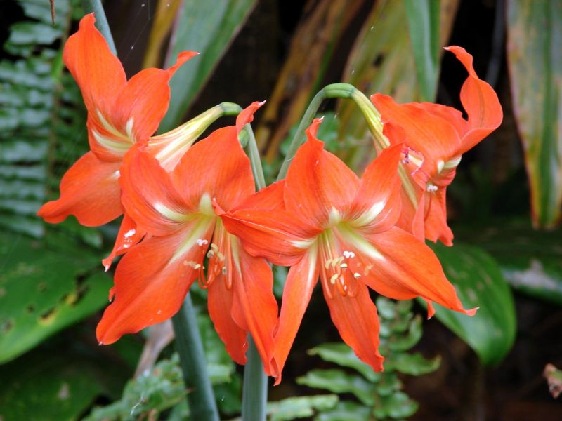 blomst,støvdrager,tæt på,amaryllis