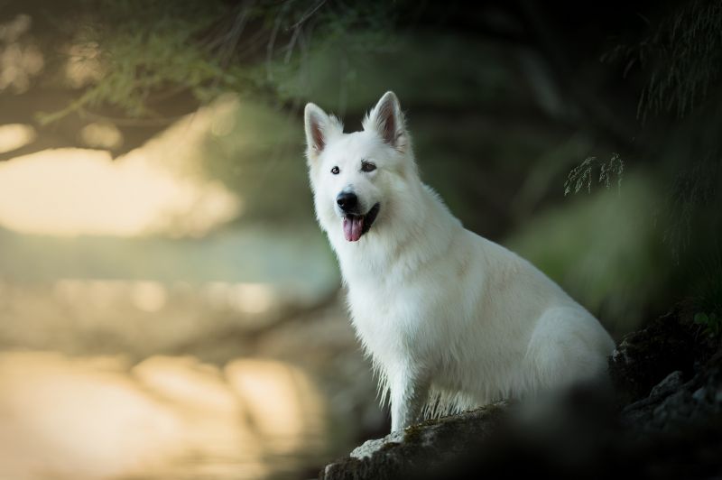 Ao ar livre, cachorro, Animais, Mamíferos Ao ar livre, cachorro, Animais, Mamíferos