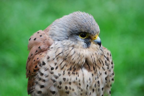 wildlife,bird of prey,beak,Falcon,bird,Kestrel