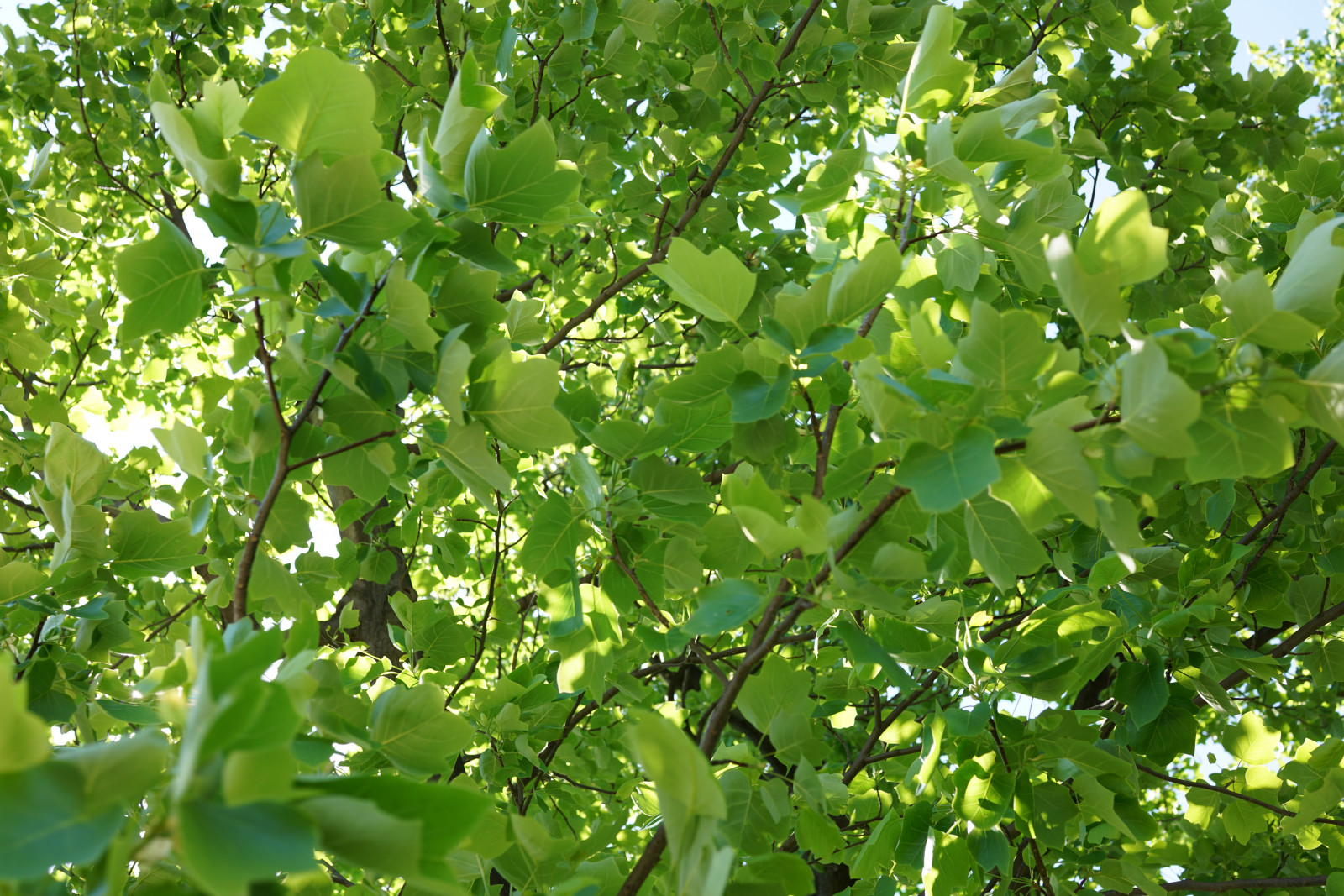 Japonsko, jídlo, větev, ovoce, zelená, Sony, Tokio, RX1R, jp, strom, list, květ, rostlina, Zeiss, zemědělství, Hamarikyu, rx, rx1, rx1rm2, rx1rmark2, vyrobit, suchozemská rostlina, kvetoucí rostlina, dřevina, keř, jinan dvoulaločný, Coccoloba uvifera