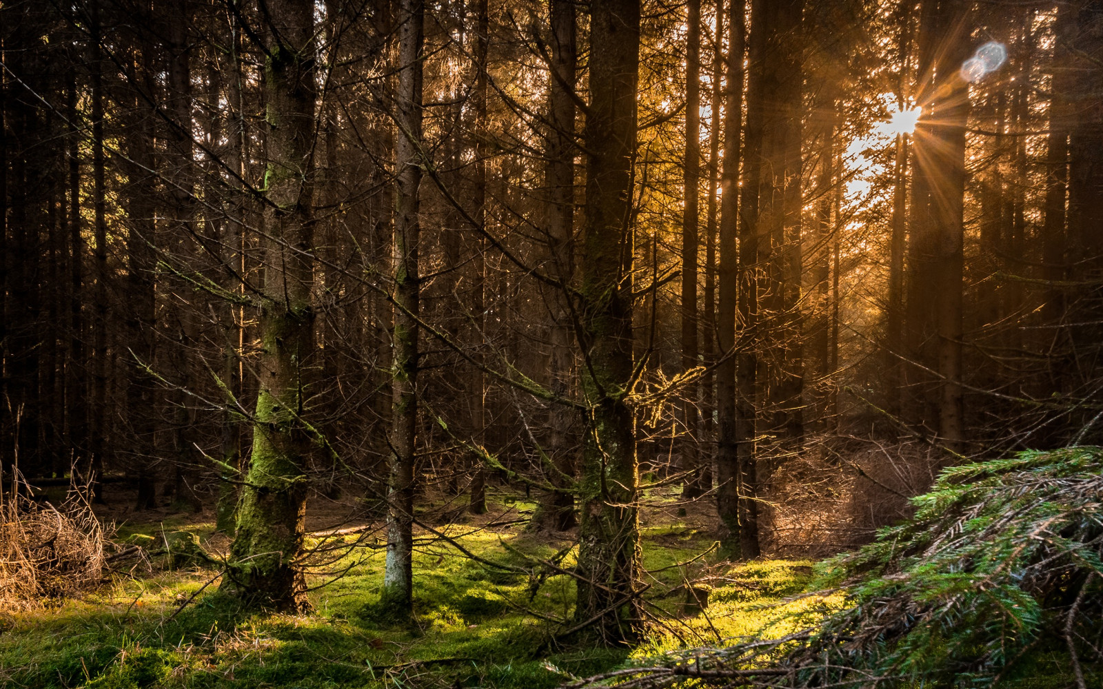 sollys, Skov, natur, afdeling, morgen, gran, ødemark, jungle, regnskov, lys, træ, efterår, blad, plante, skov, levested, naturligt miljø, atmosfærisk fænomen, vedplante, geografisk funktion, økosystem, tempererede nåleskove, biom, gamle vækst skov, tempereret løvfældende skov, løvfældende