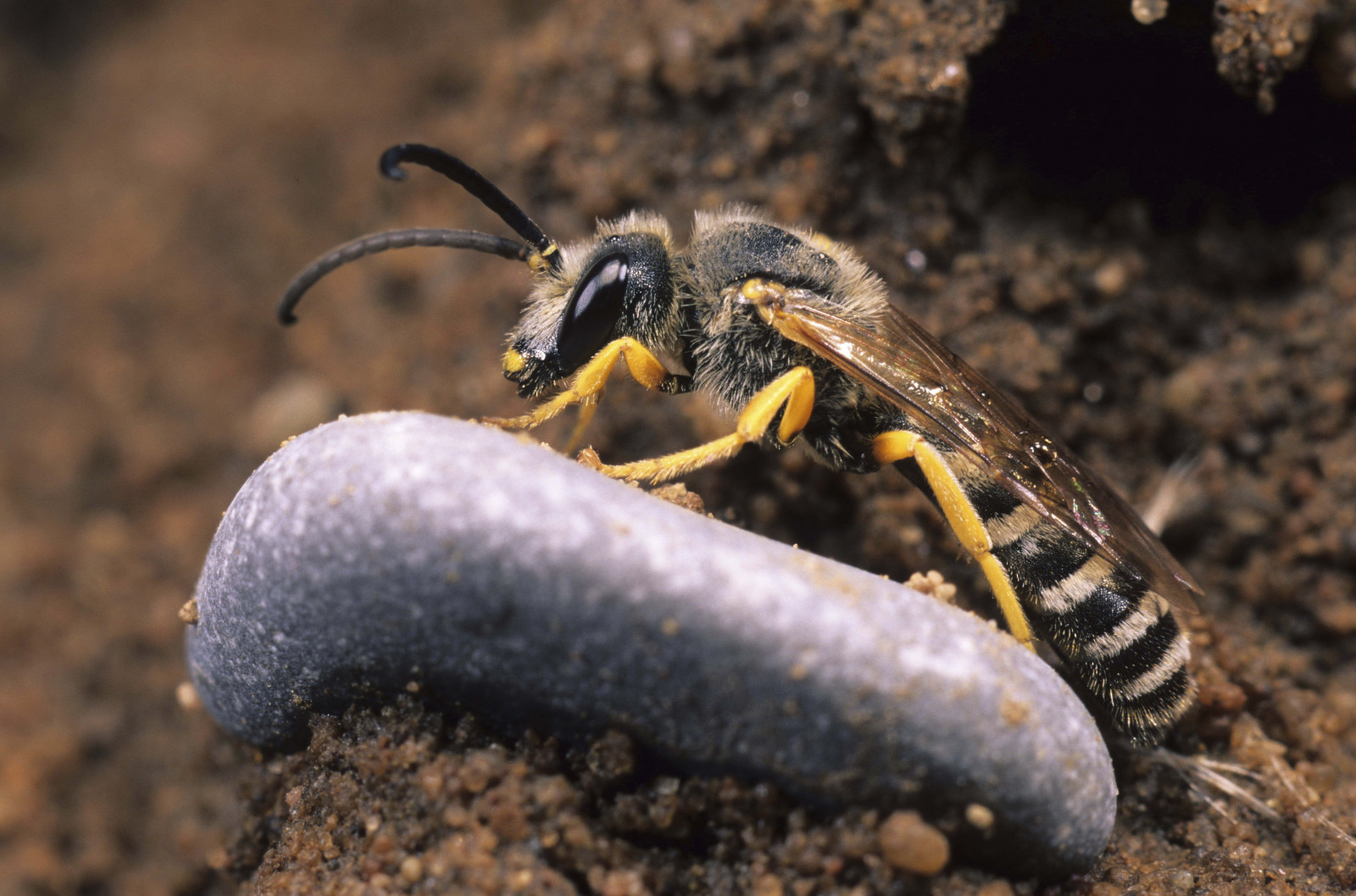 Wallpaper : wasp, stone, mud 5340x3528 - goodfon - 1034027 - HD ...