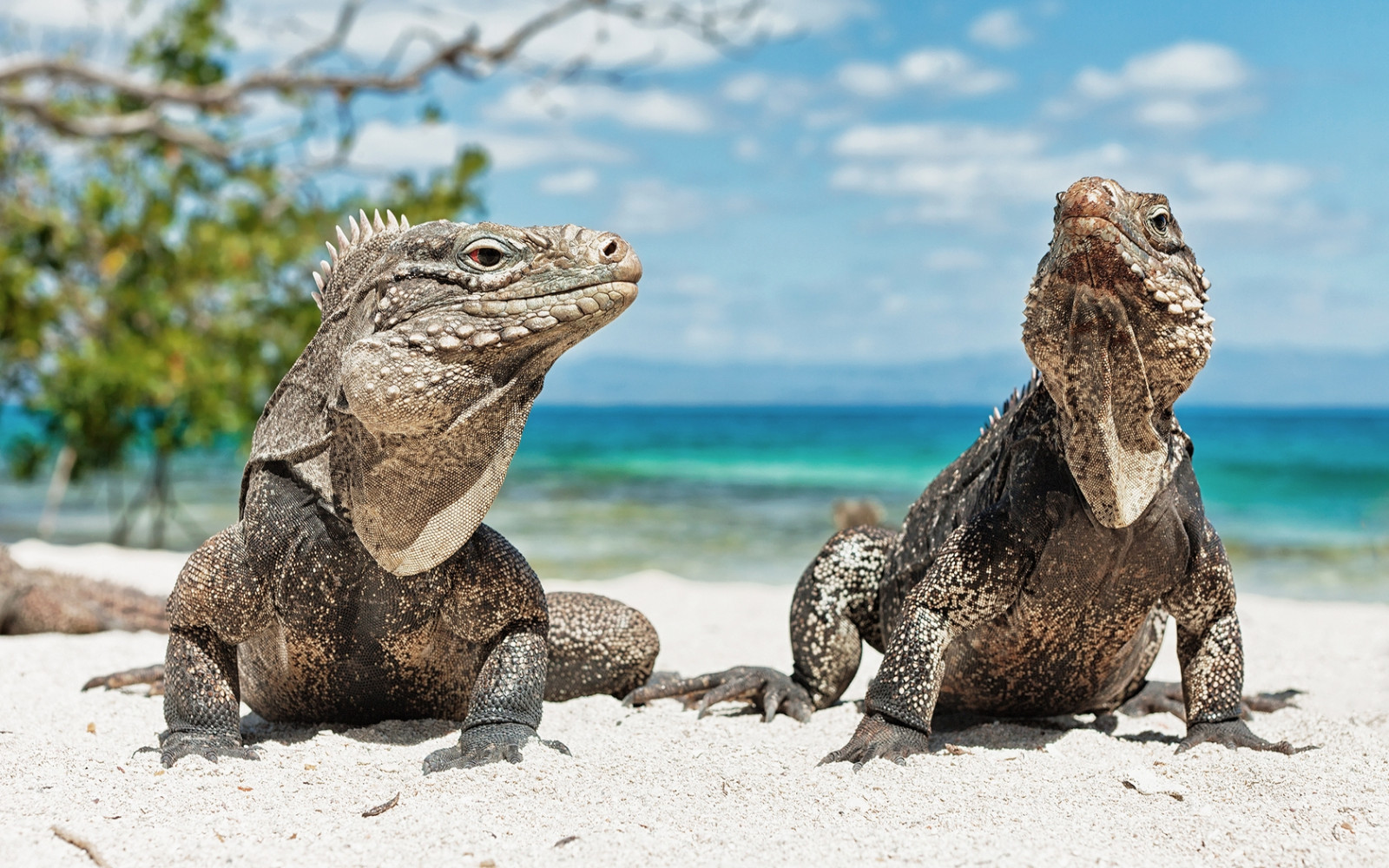 Fondos de pantalla : Iguanas, playa, arena, vapor, Reptiles 1680x1050 ...