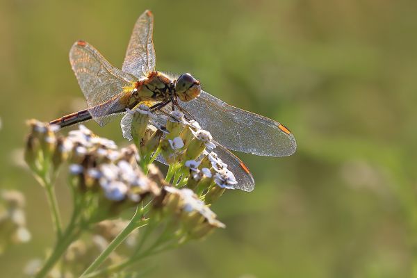 Příroda,fotografování,Volně žijících živočichů,makro,hmyz,letní