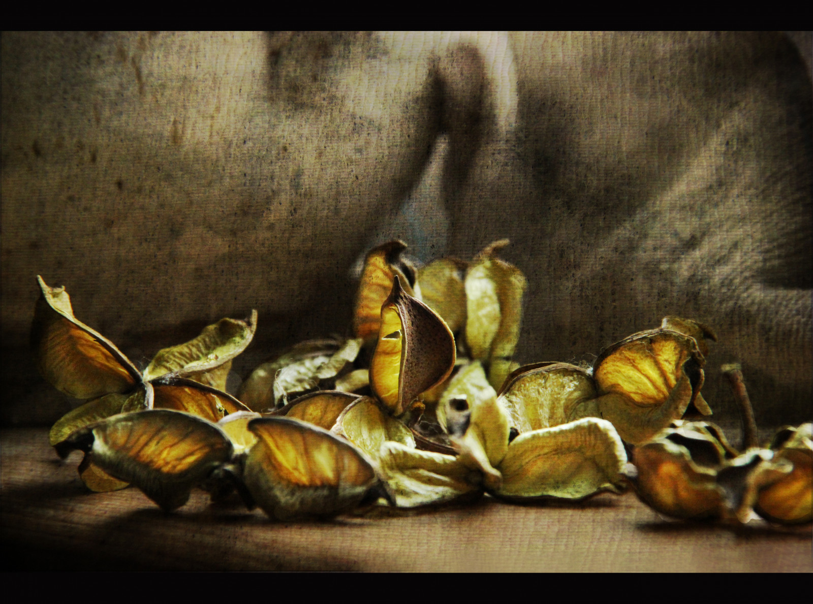 světlo, stálý život, textura, okno, Příroda, zlato, zlatý, Lístky, nálada, záře, spánek, pohodlí, klid, lehkost, magicunicornverybest, mygearandme, galleryoffantasticshots, flickrsfinestimages1, creativephotocafe