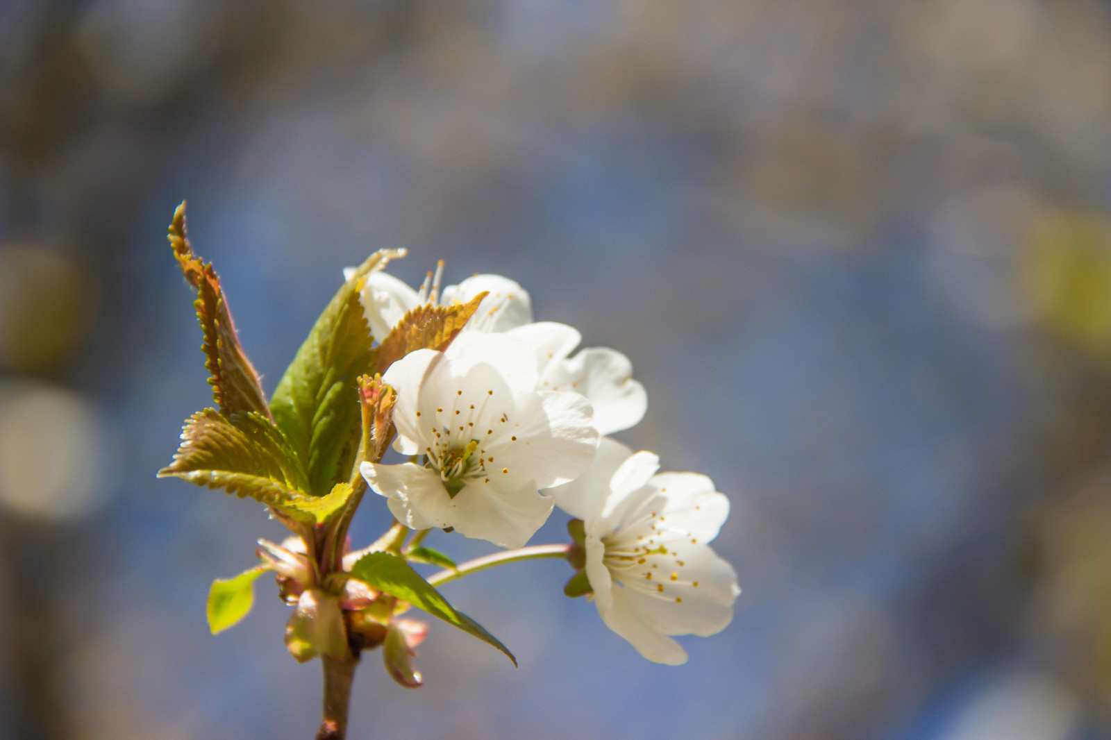 slunečnímu záření, les, jídlo, Příroda, fotografování, větev, žlutý, květ, jaro, buk, strom, list, květ, rostlina, sezóna, flóra, tr d, les, Skog, bok, okvětní lístek, h ckeberga, bokskog, weeklythemecolor, beechforest, h ckeberganaturv rdsomr de, divoká rostlina, vyrobit, botanika, kvetoucí rostlina, zblízka, keř, makro fotografie, závod stonek