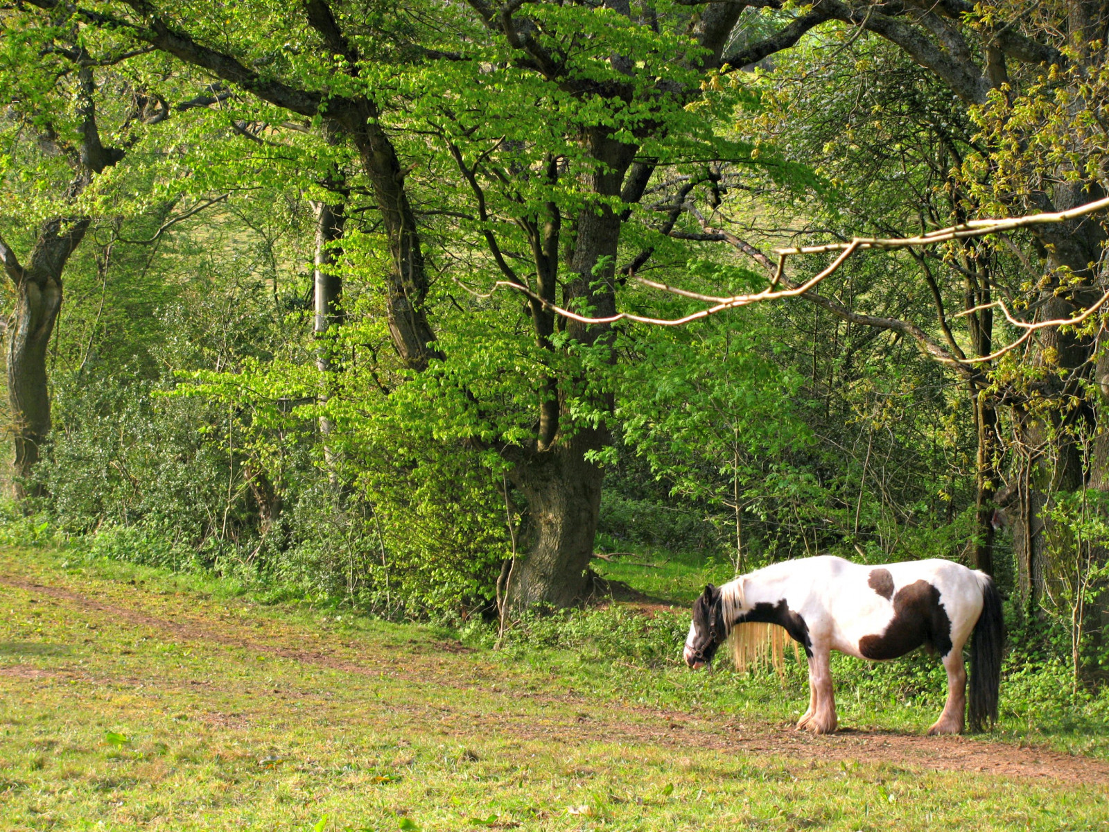 stromy, krajina, les, kůň, tráva, pole, větev, zelená, Volně žijících živočichů, hospodařit, národní park, divočina, přírodní rezervace, Gwent, Wales, Newport, strom, list, lučina, rostlina, hospodářská zvířata, pastvina, vegetace, zemědělství, louka, fauna, coth5, sunrays5, blueribbonwinner, supershot, zálesí, prérie, coth, venkov, dřevina, ekosystém, biome, tráva rodina, prales, křoviny, pastvisko, alltyryn, plant community