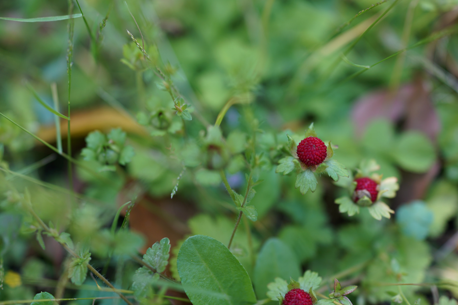 Japonsko, jídlo, Příroda, zelená, Sony, květ, Tokio, RX1R, jp, list, květ, rostlina, bobule, flóra, Zeiss, Hamarikyu, rx, rx1, rx1rm2, rx1rmark2, divoká rostlina, vyrobit, botanika, suchozemská rostlina, kvetoucí rostlina, keř, jednoletá rostlina, makro fotografie