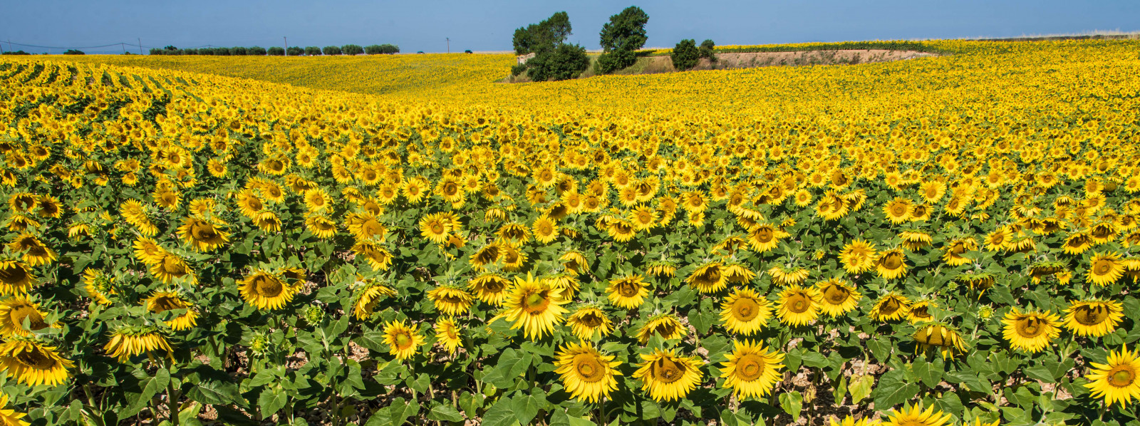 Wallpaper world, trip, travel, pink, flowers, blue, red, vacation