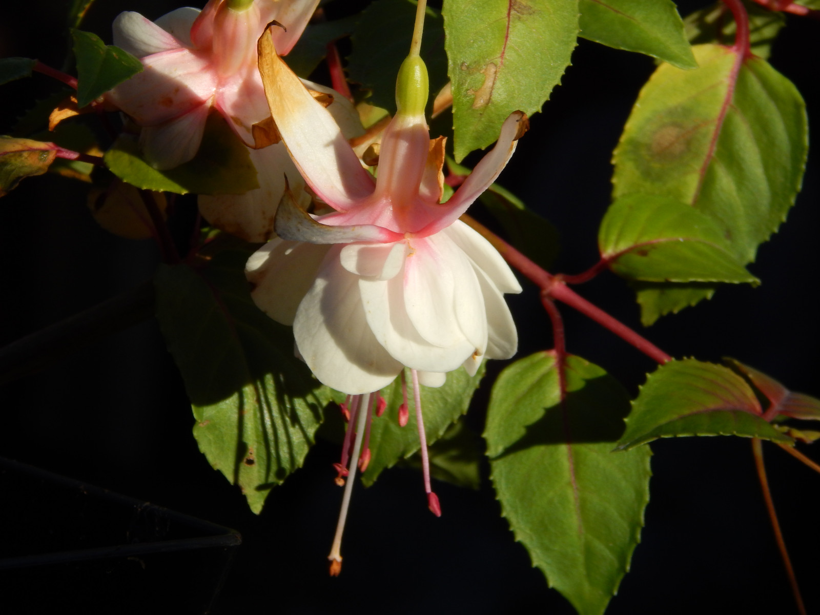 สีชมพู, ดอกไม้, สีขาว, Nikon, ธันวาคม, fushia, nikoncoolpix, nikoncoolpixl820