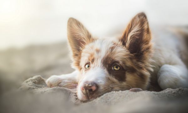 visage, les yeux, chien, tristesse, Berger australien, chiot