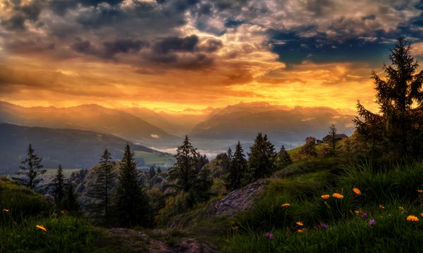 landscape,sunlight,trees,sunset,flowers,hill